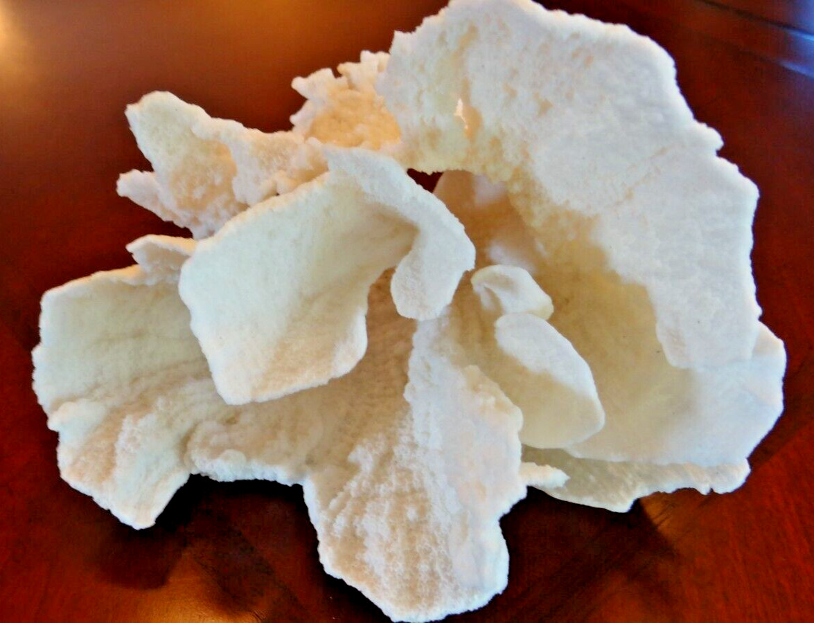 Large Flower Coral 5 ½” Tall Nautical Home Decor