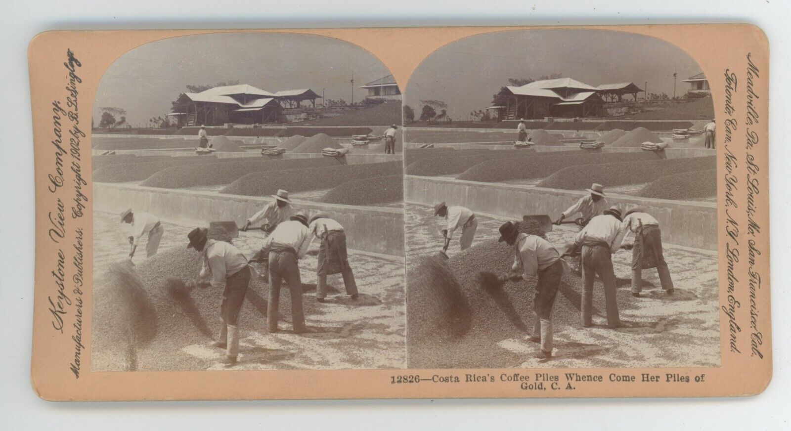 c1900's Real Photo Stereoview Farmers Working Costa Rica's Coffee Piles