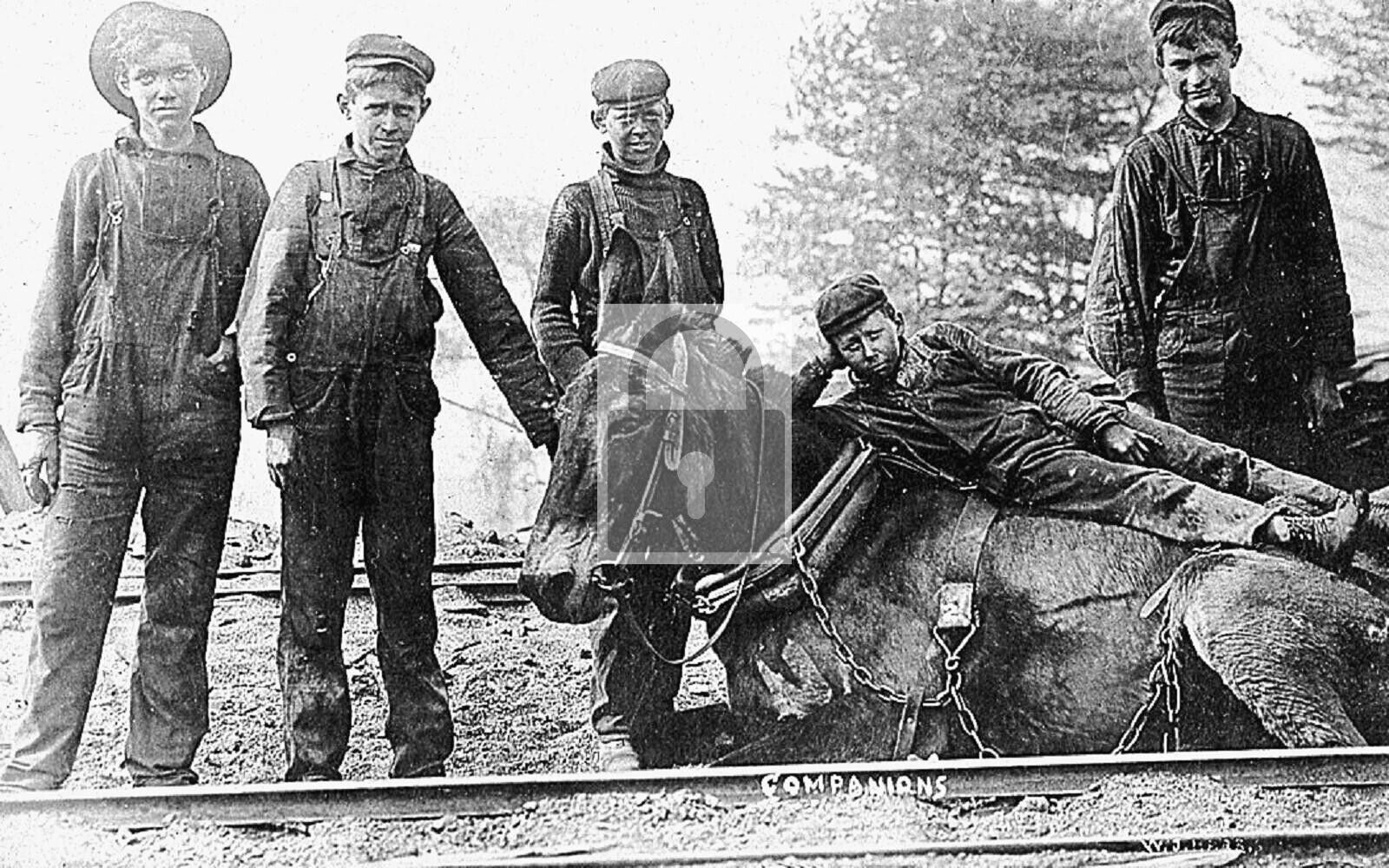 Coal Mining Children Mule Companions Pittston Pennsylvania PA Reprint Postcard