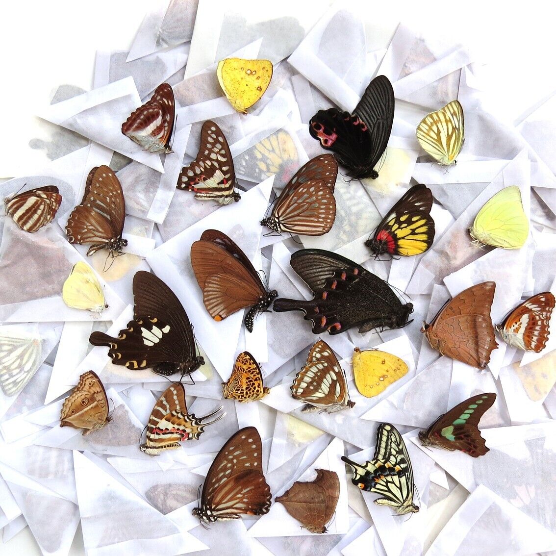 insect MIXED 120 pcs unmounted folded real butterfly artwork material CHINA  #M1