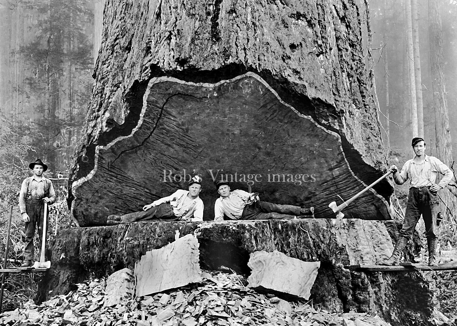 1900 Old Vintage Redwood Sequoia Logging Photo California 4 Lumberjacks