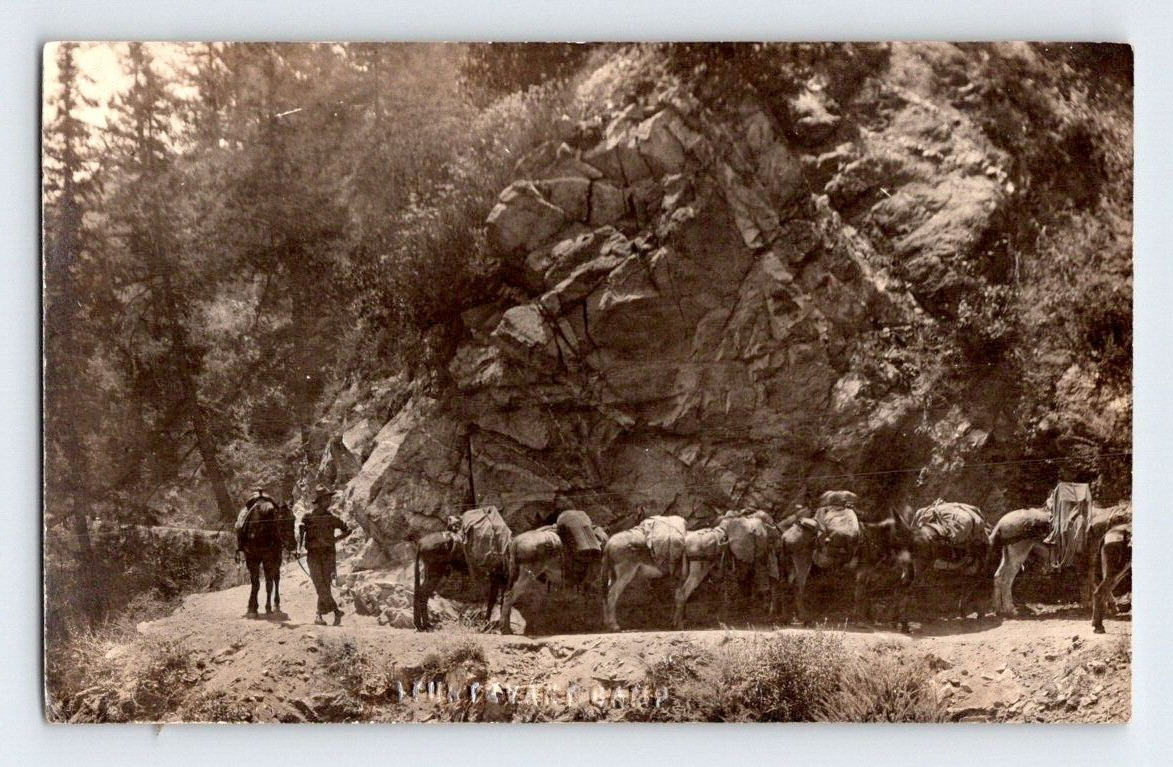RPPC 1915. DONKEYS AT STURTEVANT CAMP, SIERRA MADRE, CALIF. POSTCARD MM27