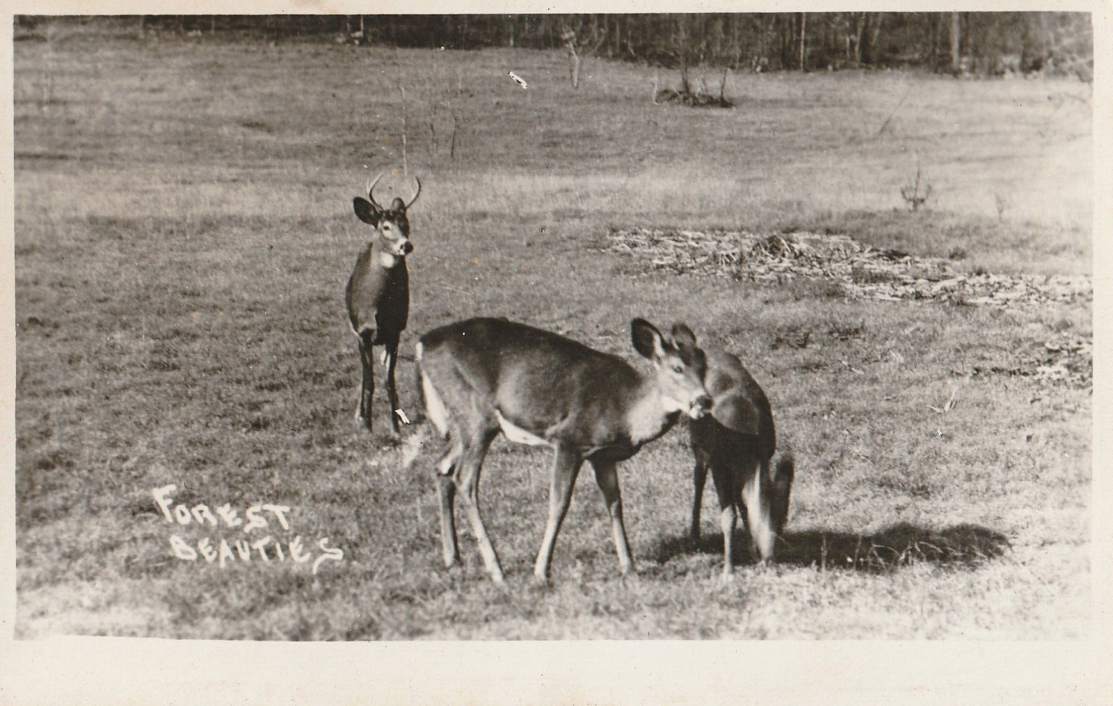Vintage Photo Postcard Forest Beauties Deer Black & White Photo