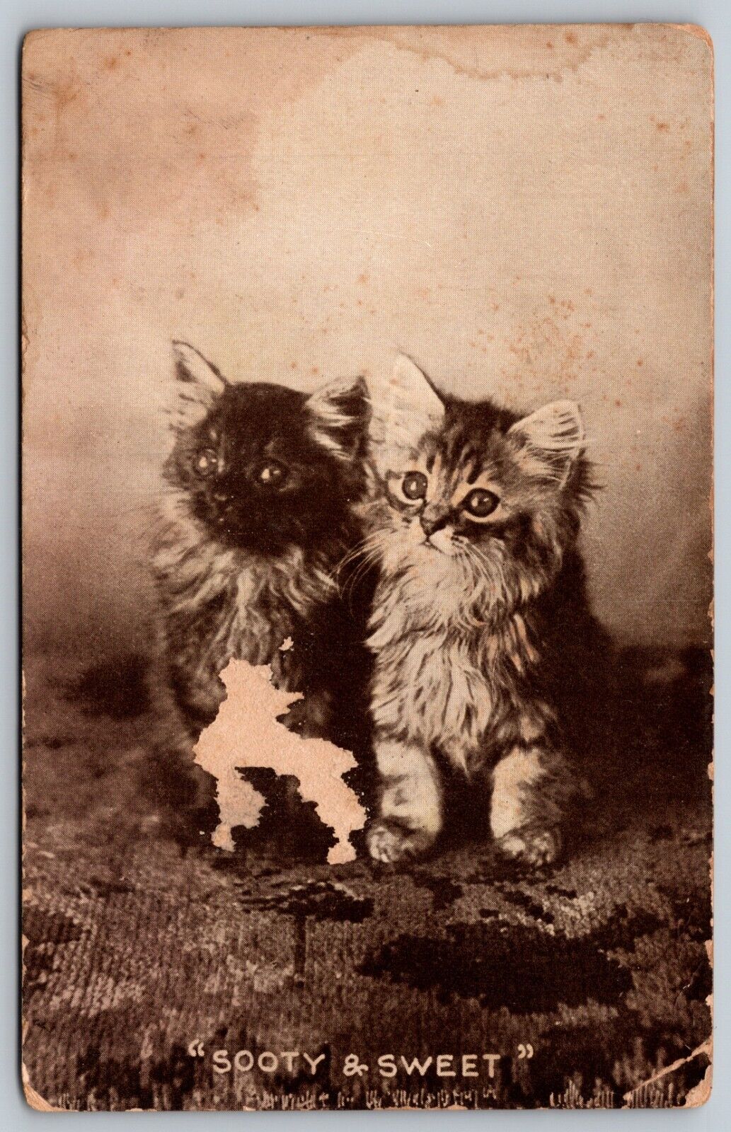 Sooty & Sweet Saxton Pharmacy Vintage Postcard 1910 Cats Kittens Germany