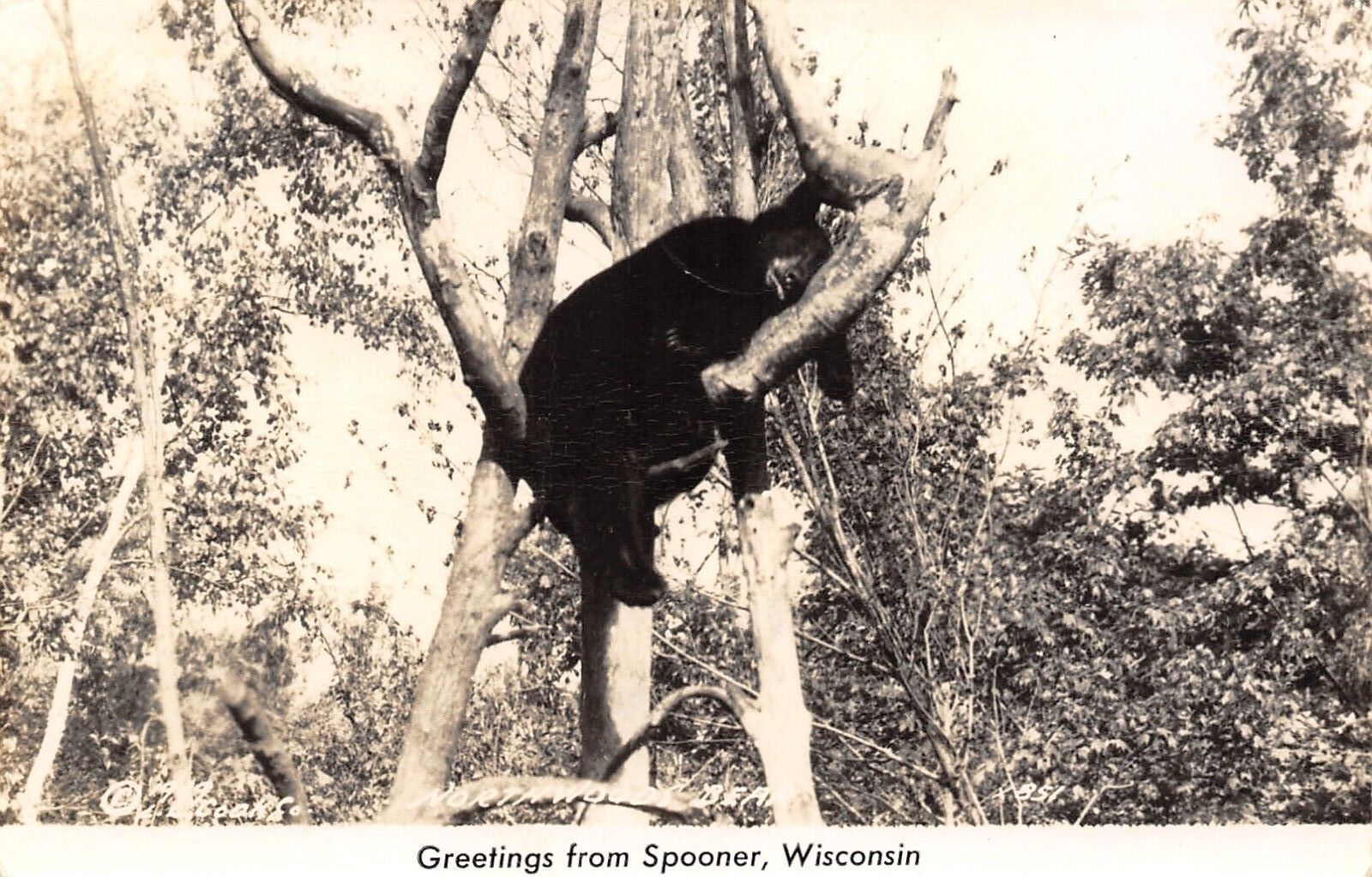 Spooner Wisconsin~Northwoods Bear Rests on Tree Branch~God\'s Country~1948 RPPC