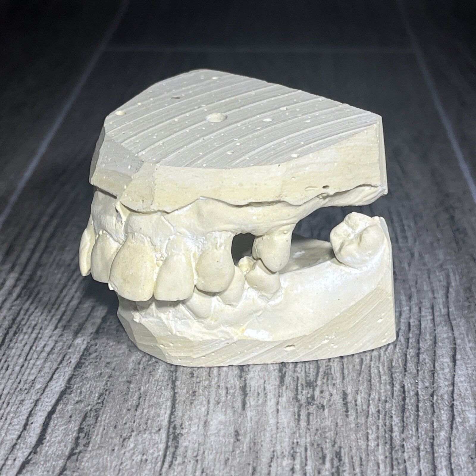 GENUINE Plaster Dental Mold Teeth Mouth Cast Medical Oddity Oddities Halloween 