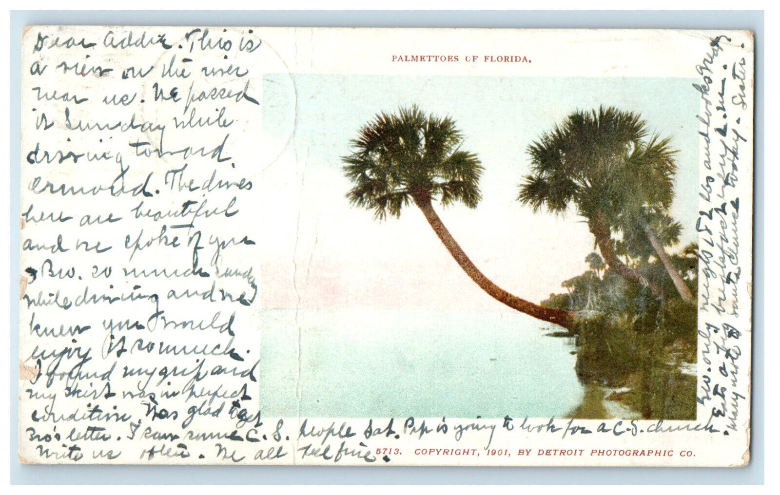 1904 Palmettoes of Florida FL Daytona FL Detroit Photographic Co. PMC Postcard