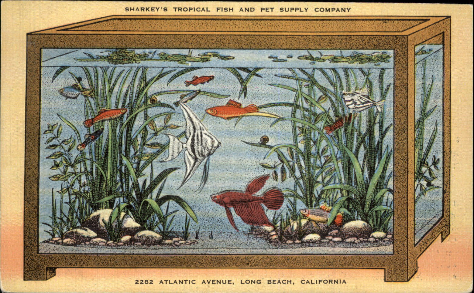 Long Beach CA RARE Sharkey's Tropical Fish & Pet Supply aquarium advertising PC