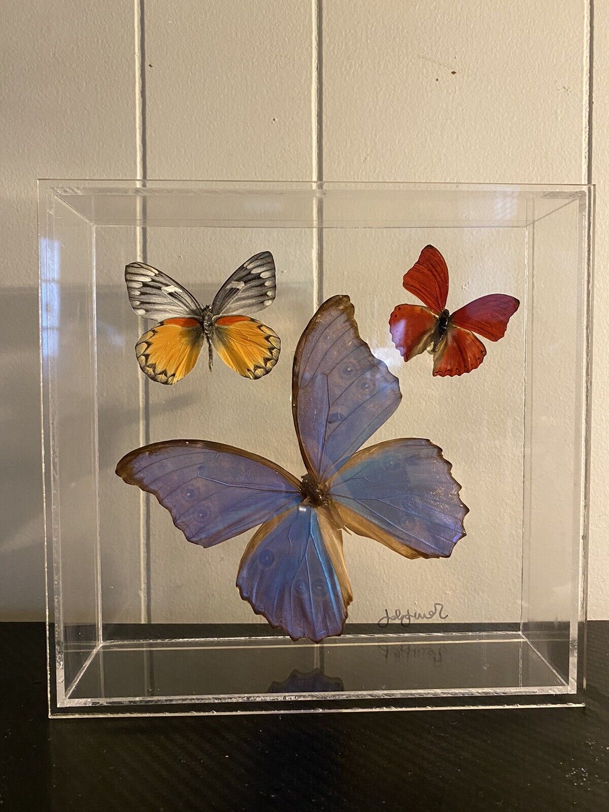 Vtg Signed 3 Mounted Butterflies in Acrylic Case W/Morpho Didius