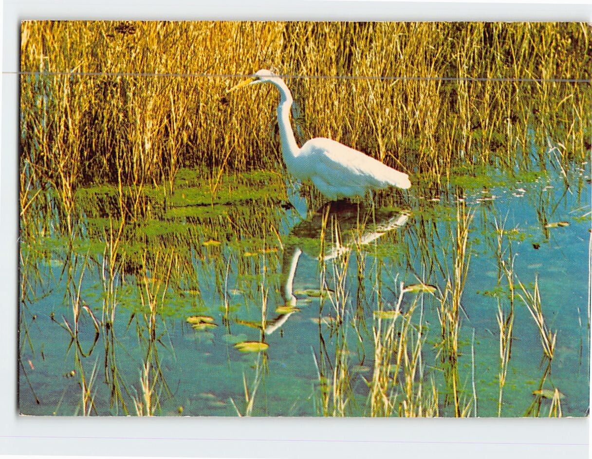 Postcard American Egret one of the many tropical birds in Florida USA