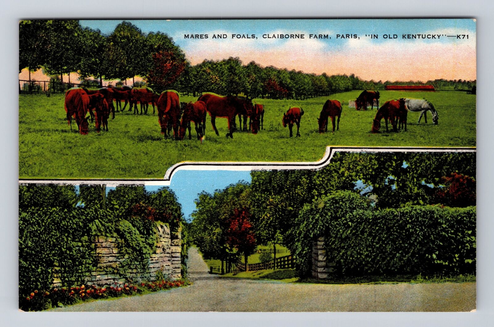 Paris KY-Kentucky, Mares & Foals, Claiborne Farm, Antique, Vintage Postcard