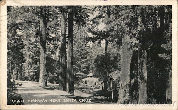 1924 Redwoods by the Side of California State Highway near Santa Cruz,CA Vintage