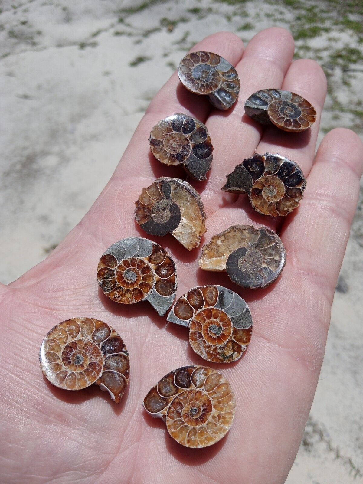 Lot of 5 Nice Split Fossil Ammonite Pairs Iridescent Fossils Q4