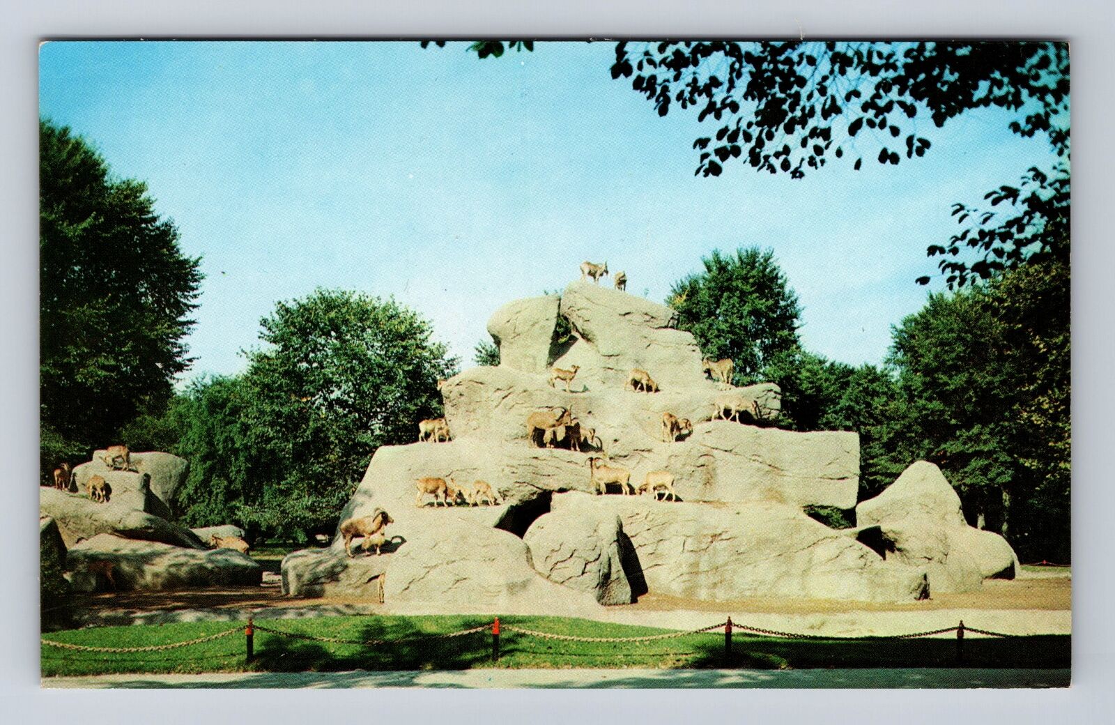 Detroit MI-Michigan, Zoological Park, Aoudads, Goat Like Sheep, Vintage Postcard