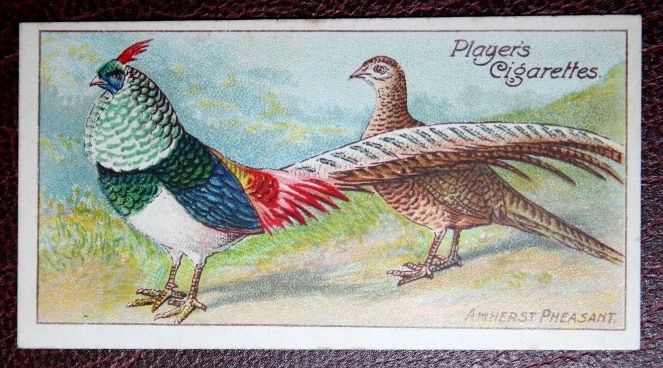 LADY AMHERST\'S PHEASANT   Vintage  1908 Illustrated Bird Card  CD20M