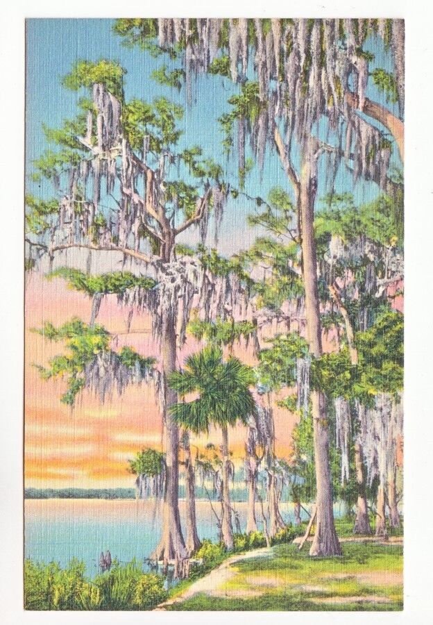 Postcard: Cypress Trees Covered with Moss in Dixieland