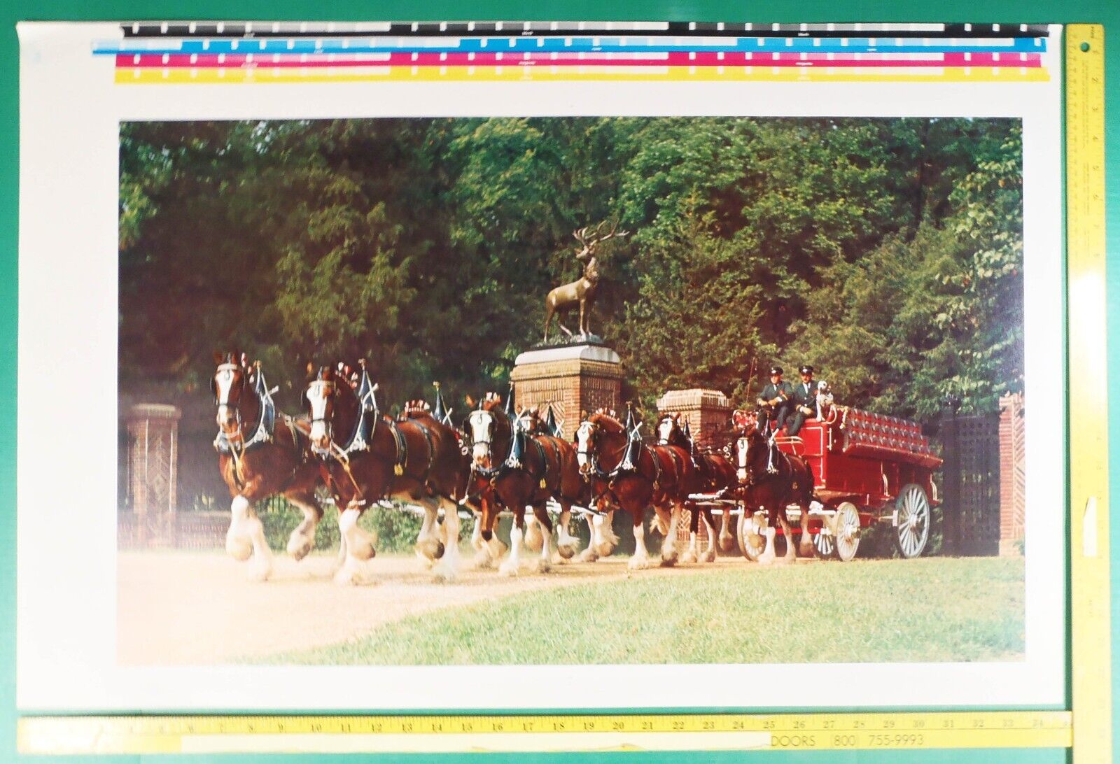 1970s 35x23 UNCUT Photo of BUDWEISER Beer Wagon Dalmatians Clydesdales at Gate