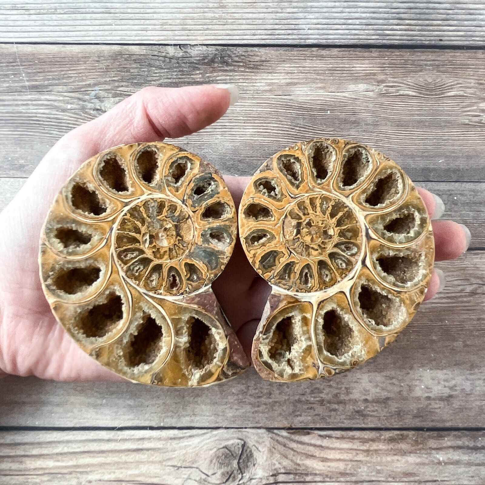 Ammonite Fossil Pair with Calcite Chambers 176g, Polished