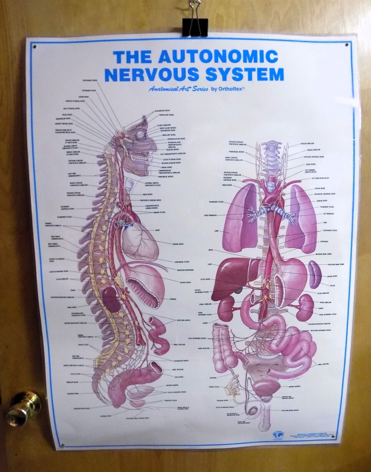 THE AUTONOMIC NERVOUS SYSTEM 36x26 Laminated Chart Anatomical Art Orthoflex RARE