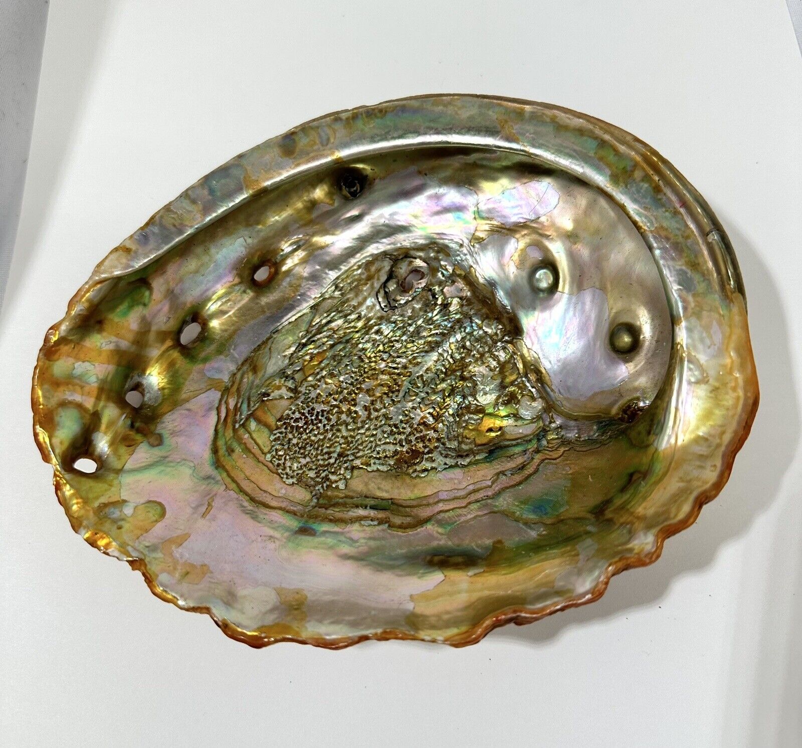 Vintage 60s California Red Abalone Shell Polished Large 7.5” x 6”