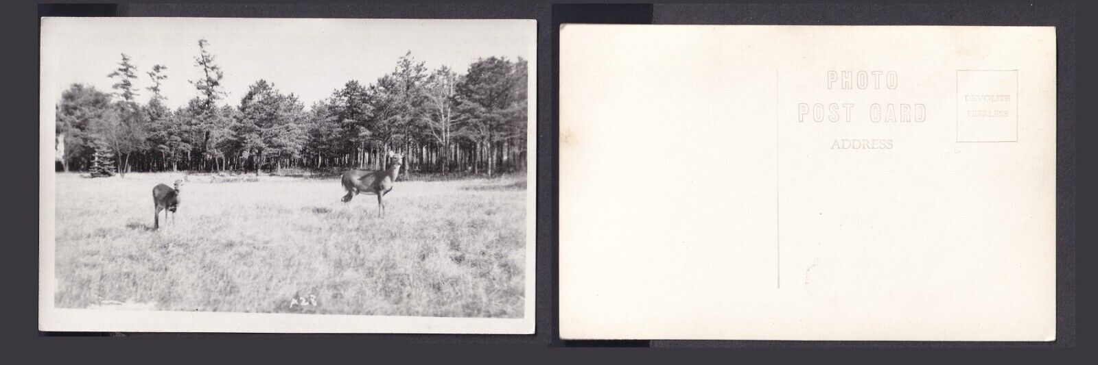 RPPC 2 Deer in Field Vintage Unused Postcard