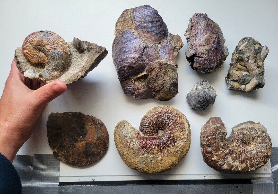 Rare Pierre Shale Ammonite Iridescent Fossil Shells South Dakota Dinosaur Age
