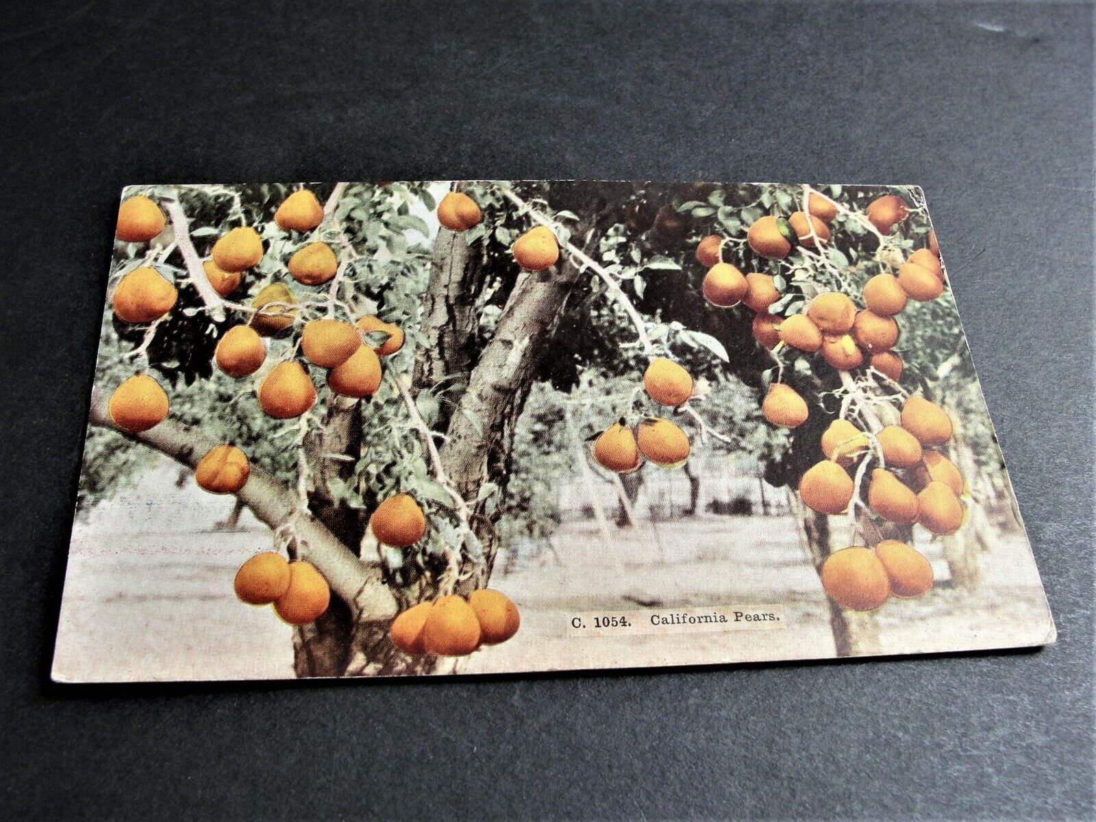 C. 1054, California Pears-1900s Unposted Postcard. RARE.