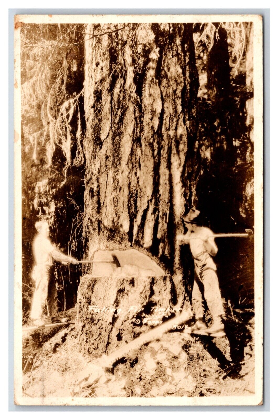 RPPC Lumberjacks Felling Fir Timber Tomas Photo 5014 1937 Postcard R20