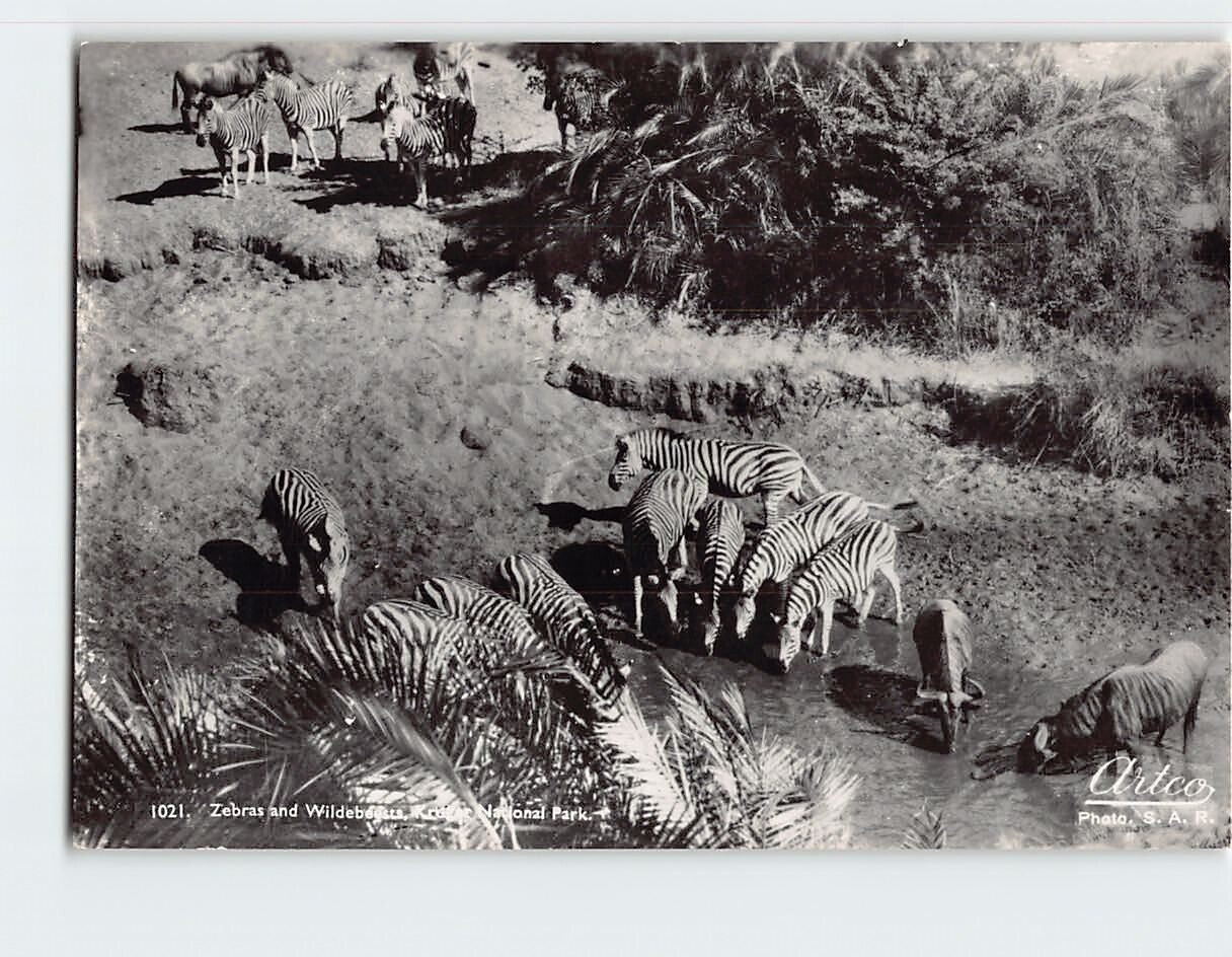 Postcard Zebras and Wildebeests Kruger National Park South Africa