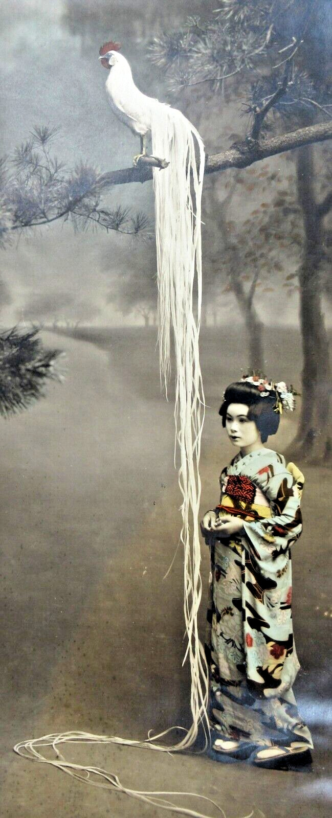 Antique Japanese Photo Long Tail Pheasant Hand Colored Yamatoya Art Gallery 1920