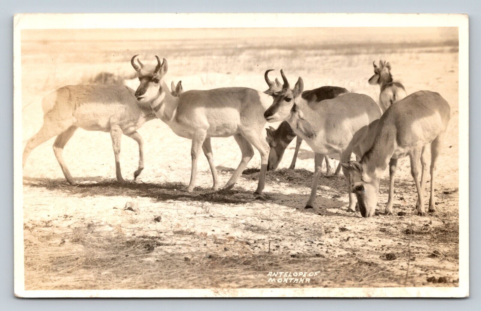 c1950s RPPC Antelopes of MONTANA Prevent Forest Fires Slogan VTG Postcard Red 2c