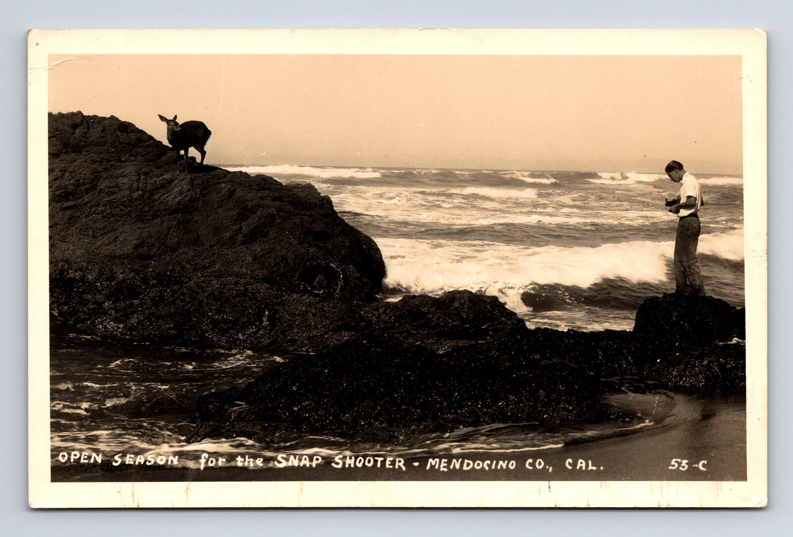 RPPC Photographer Captures Photo of Deer at Rocky Beach Mendocino CA Postcard