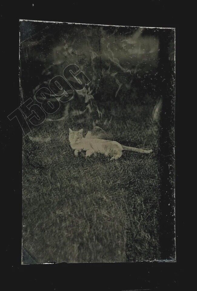 antique 1870s tintype - dead? cat lying outdoors photo