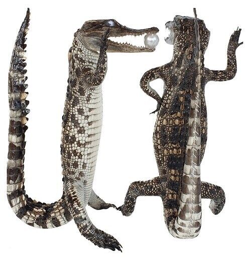 2 Real AIIigator Taxidermy Specimen Animal Rare Decor Oddity Stuffed Craft 16\'\'