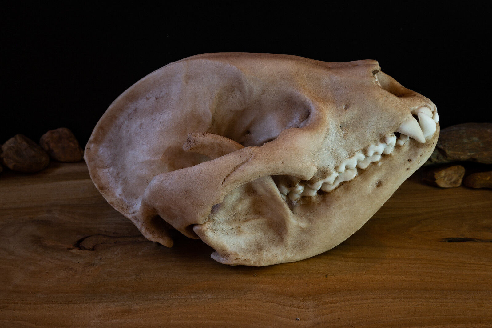 Giant Panda Skull - Adolescent - large Quality Replica -FREE world wide shipping
