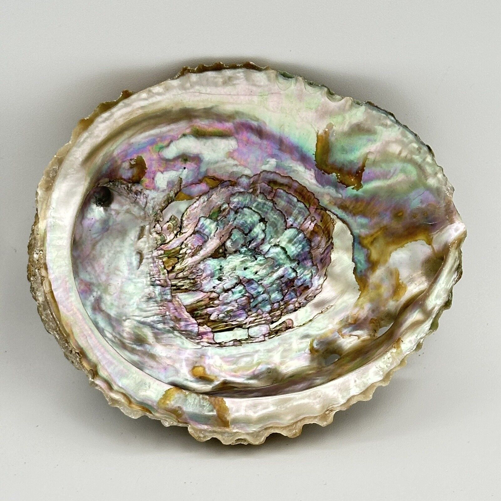 Vintage ABALONE SHELL Very Colorful And Beautiful