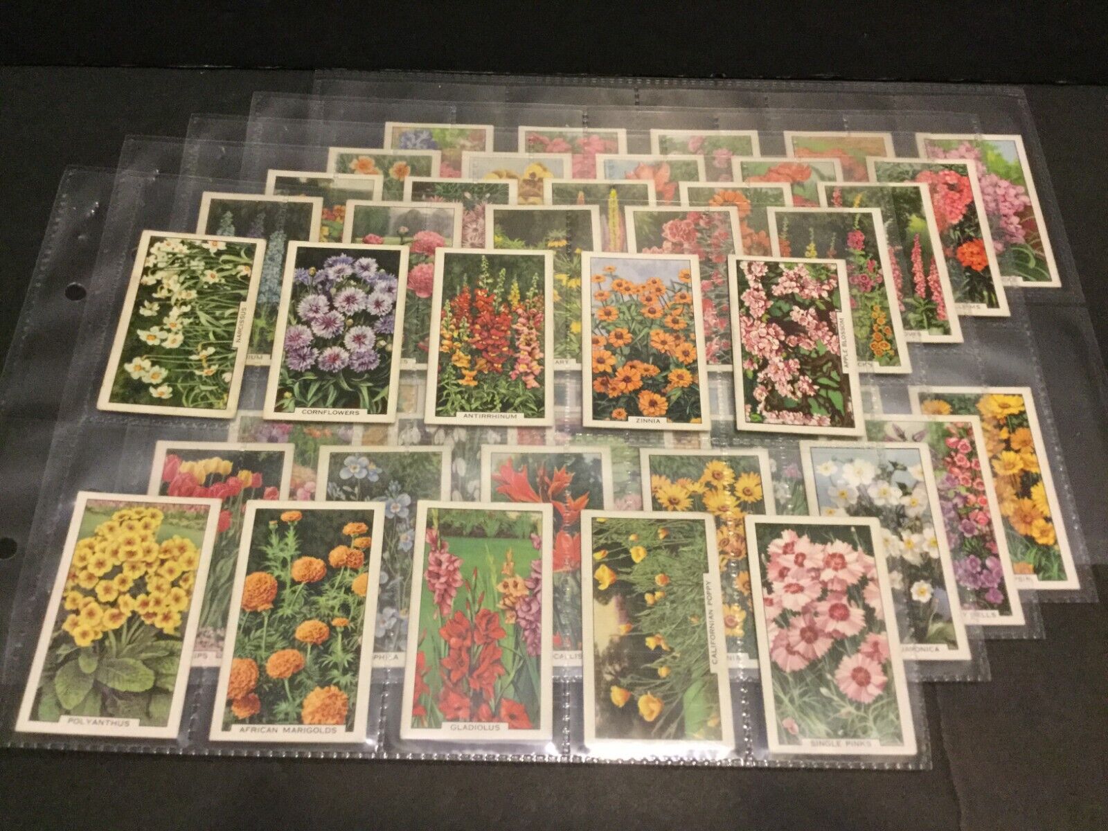 1938 Gallaher Garden Flowers Set of 48 Cards Sku237S