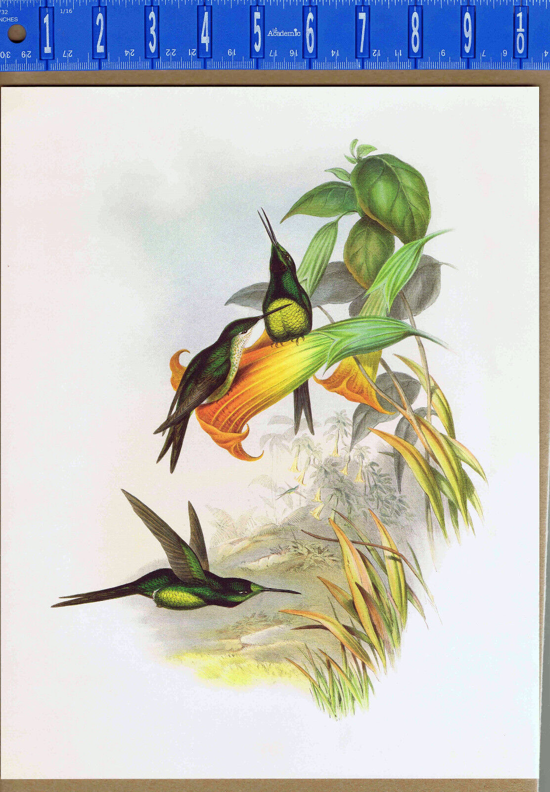 Hummingbird-Empress Brilliant-Eugenia imperatrix - John Gould Color Bird Print