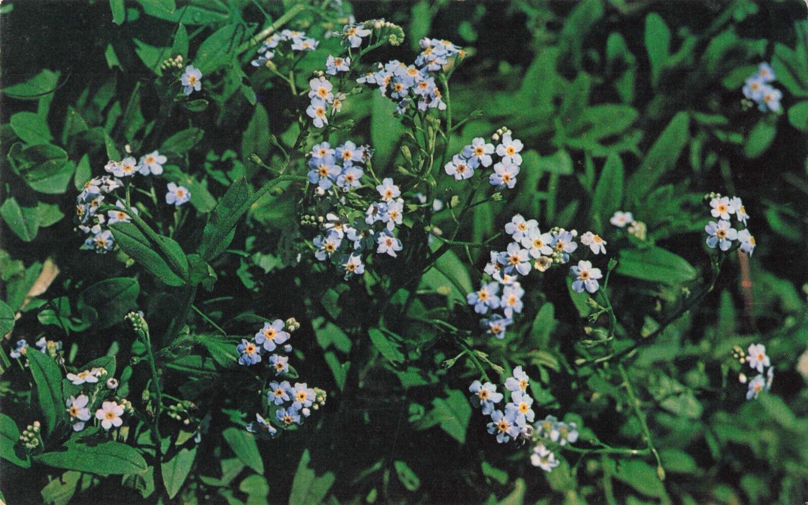 Linville North Carolina, Forget-Me-Not Wildflowers, Vintage Postcard
