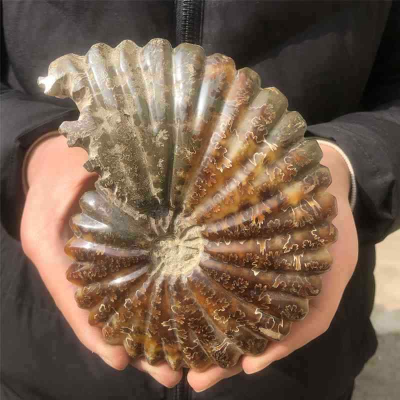 0.85kg Natural Ammonite Fossil Quartz Crystal Specimen Reiki Healing