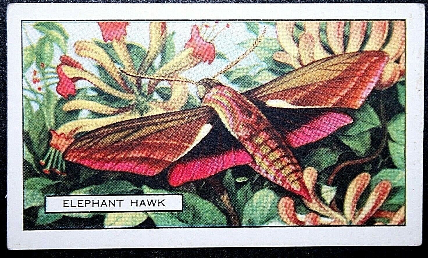 ELEPHANT HAWK MOTH  Vintage 1930\'s Colour Card  DD01