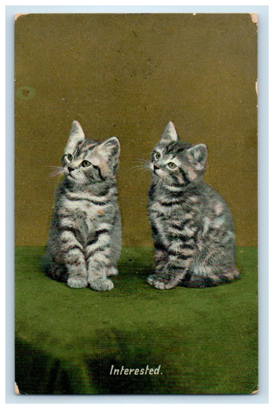 c1905 Two Cats Tiger Stripe Studio Portrait Interested Unposted Antique Postcard