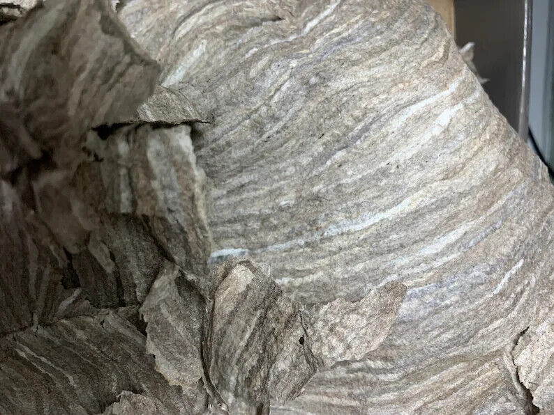 Real Wasp nest Paper at least 6 layers of PAPER bald faced hornet nest paper.