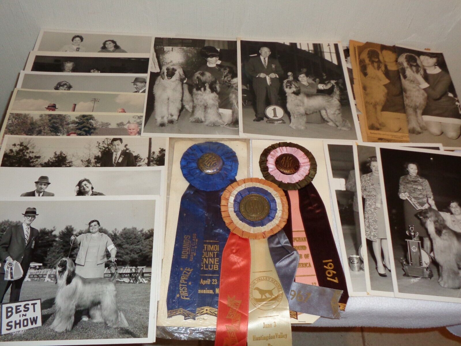 Afghan Champion Dog 1967 American Kennel Club Ribbons & Photo Rare Lot
