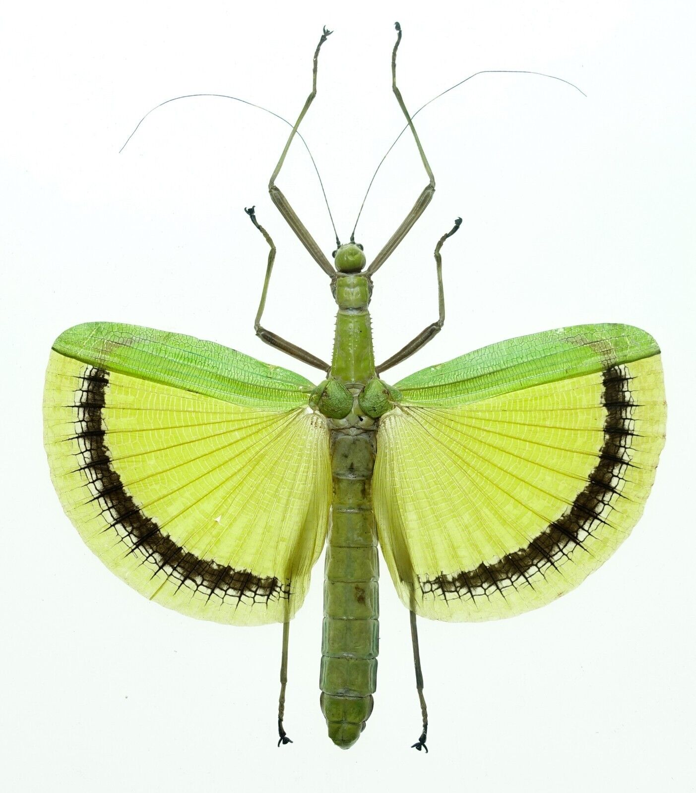TAGESOIDEA NIGROFASCIATA  | WEST MALAYSIA |  AS PICTURED | SELDOM OFFERED
