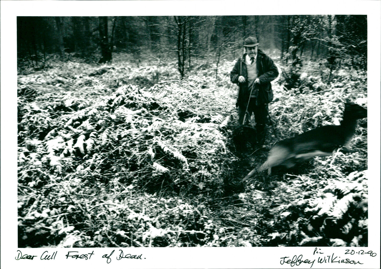 Deer Cull - Vintage Photograph 2745991