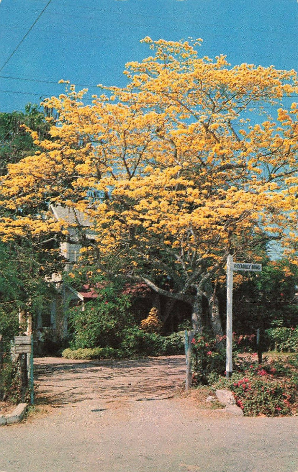 Postcard Jamaica\'s Golden Tree Greetings From Jamaica Post Card