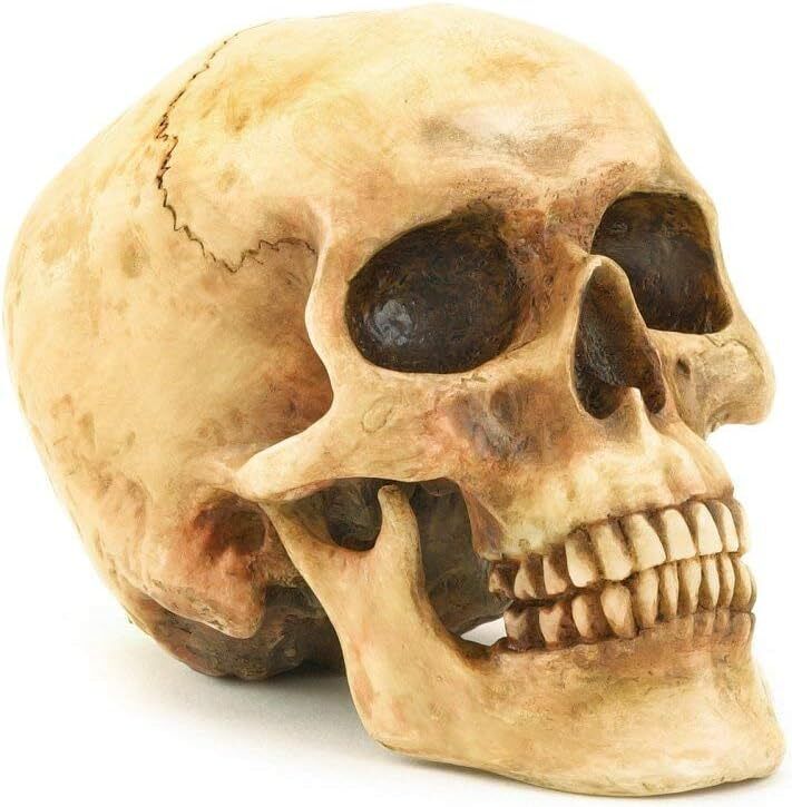 Realistic Human Skull Life Size Replica Gothic Halloween Decor Decoration Resin