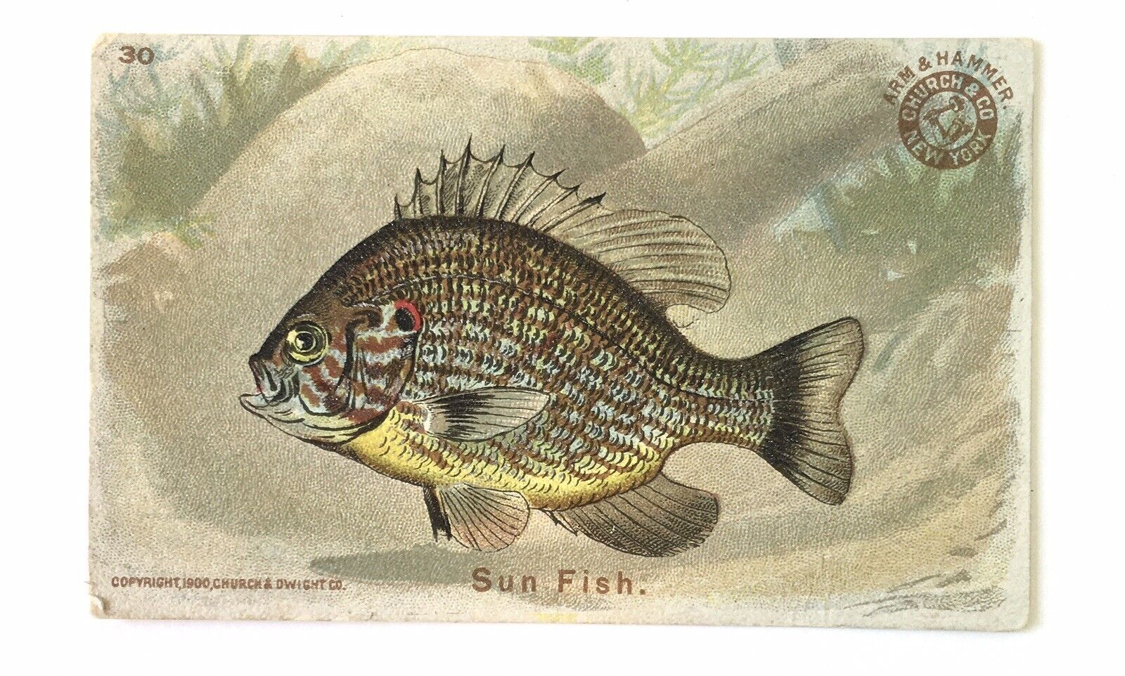 c1900 Antique card FISH SERIES - Sun Fish  #30 - ARM & HAMMER Church & Co NY