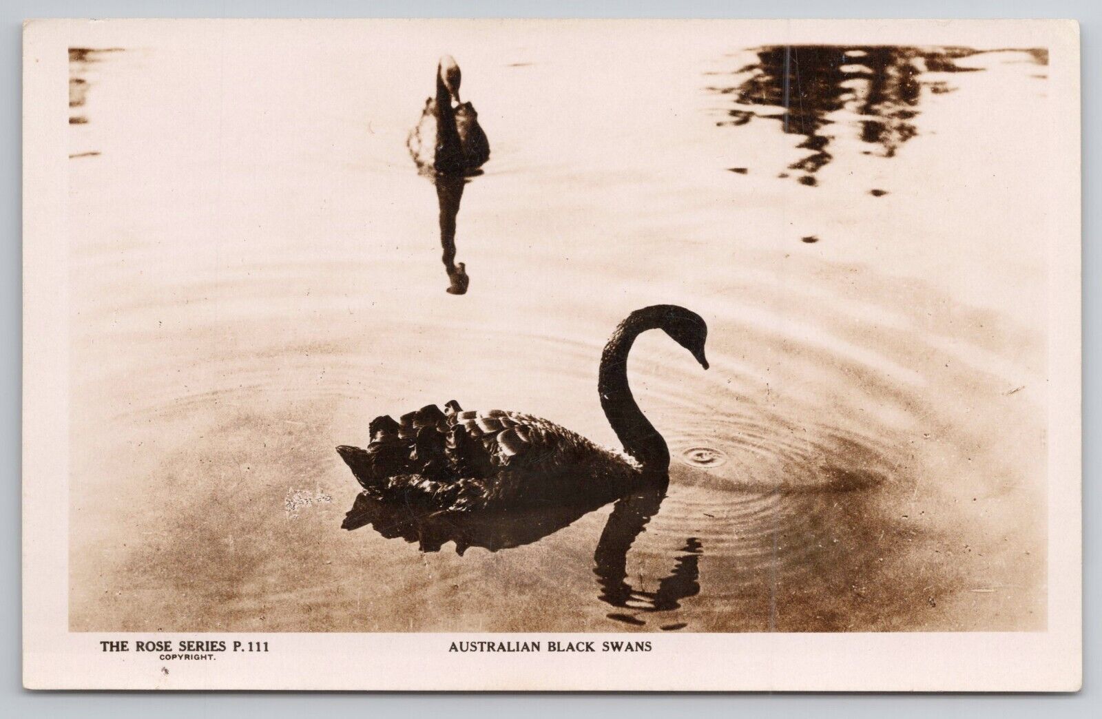 Postcard Rppc Australian Black Swans Real Photo The Rose Series